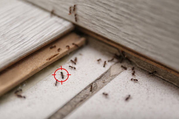 Best Commercial Pest Control Services  in Northglenn, CO