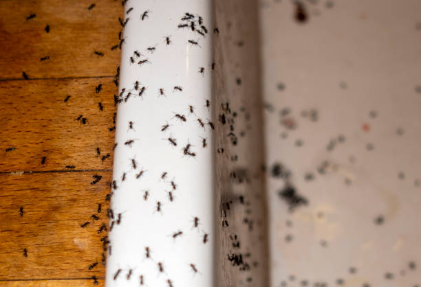 Best Local Pest Control Services  in Northglenn, CO