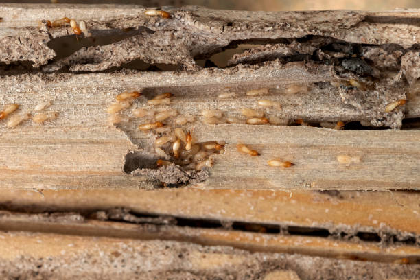 Best Mosquito Control Services  in Northglenn, CO