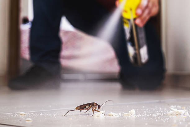 Trusted Northglenn, CO Pest Control Experts